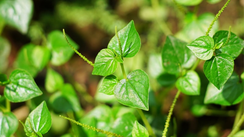 Fiore di Peperomia 